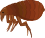 ノミ