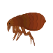 ノミ