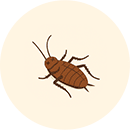 ゴキブリの死骸を見つけた…