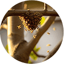 夕方や早朝に特に多い…