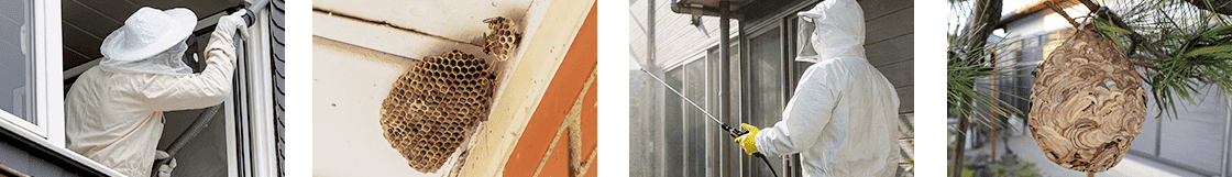 ハチの巣撤去作業イメージ