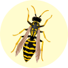 ハチイメージ