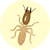 シロアリイメージ