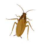 ゴキブリのイラスト