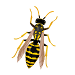 ハチのイラスト
