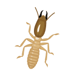 シロアリのイラスト