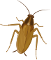 ゴキブリ