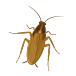 ゴキブリ