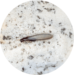 羽アリを見かけた