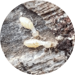 害虫繁殖イメージ